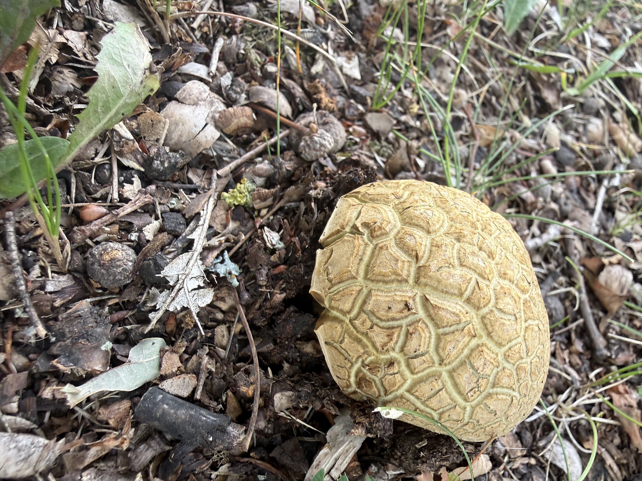 Mushroom pickers have a question for you - My, Short post, Picture with text, Mushrooms, Longpost