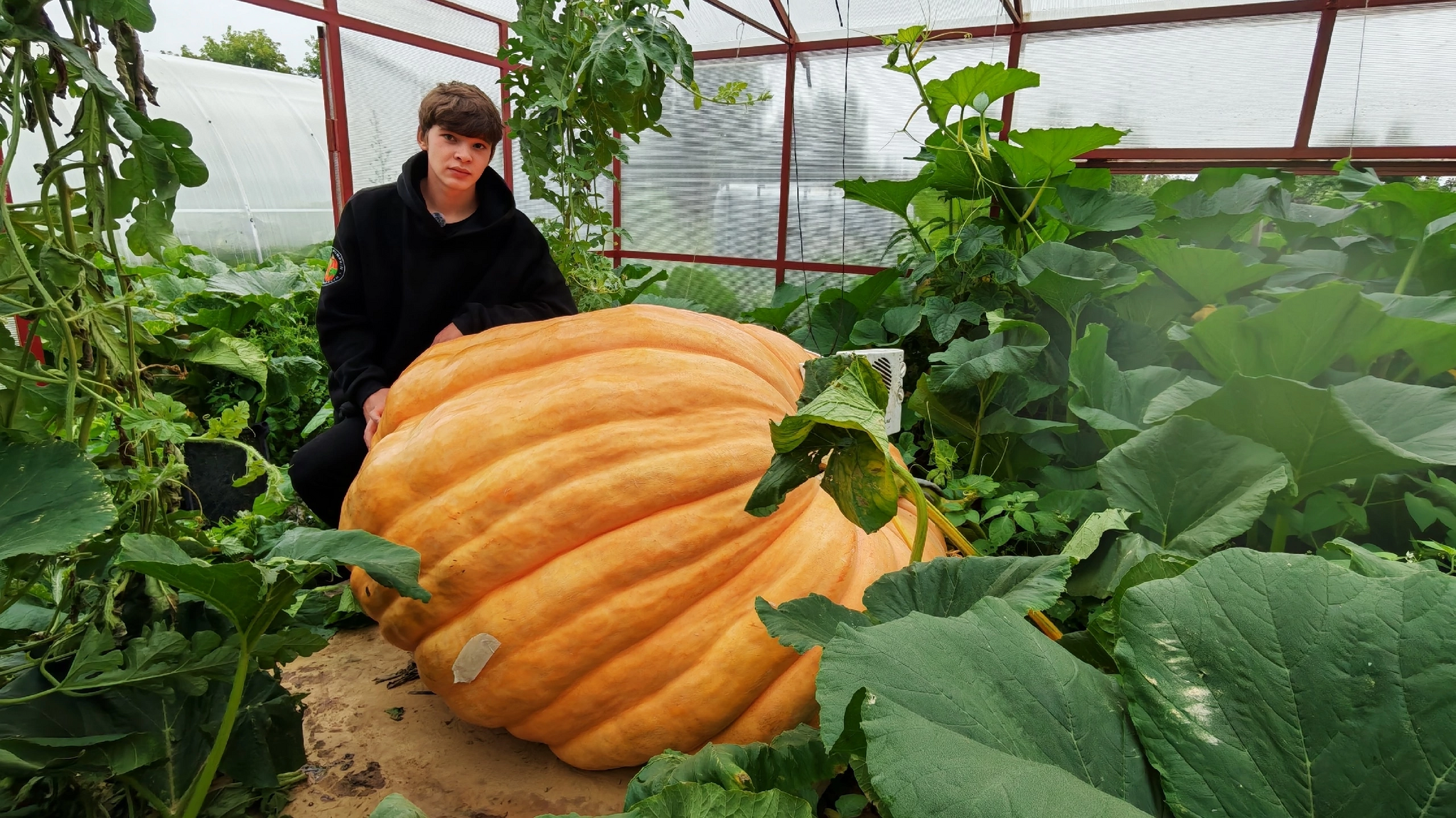Slowly, but they're coming - My, Garden, Gardening, Garden, Excess weight, Extremegrower, Giant pumpkin, Vegetables, Growing, Plant growing, Harvest, Video, Vertical video, Short videos, Video VK, Longpost