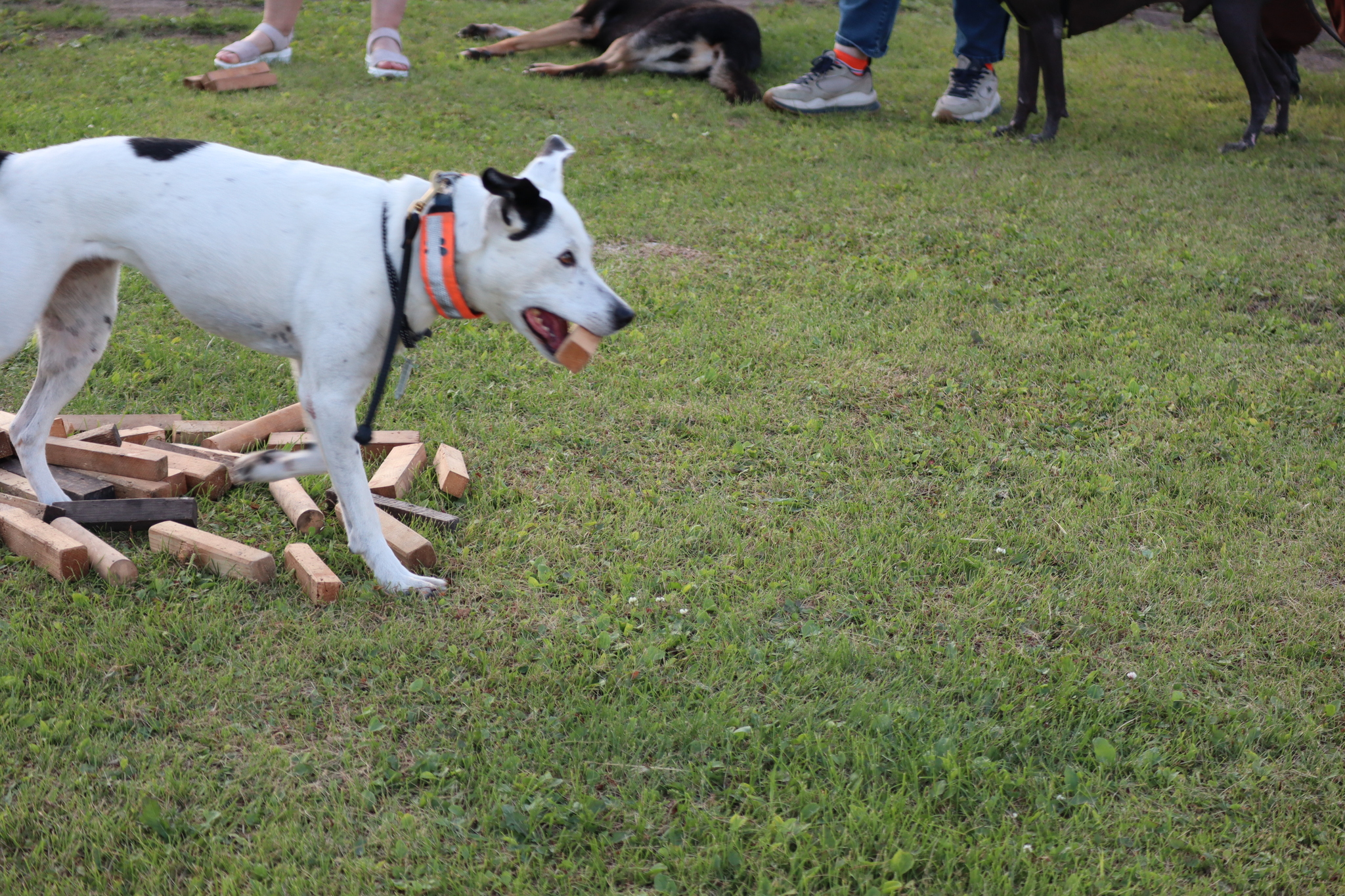 Dog training in Omsk - OCSSSS 07/29/2026 - Puppies, Friends, Omsk, Training, Г“Г±Г±Г±