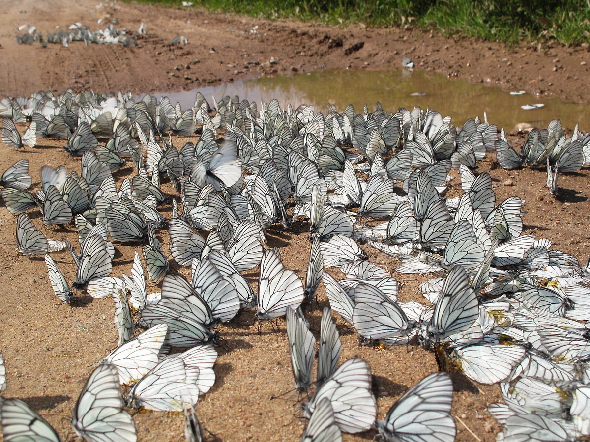 Why do butterflies gather en masse in dirty puddles? And why only males? - Butterfly, Insects, Arthropods, Animals, Wild animals, Zen, Yandex Zen, Yandex Zen (link), Longpost