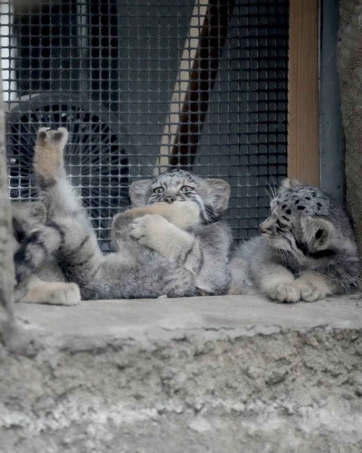 - Look as best I can! - Wild animals, Predatory animals, Cat family, Small cats, Pallas' cat, Young, Zoo
