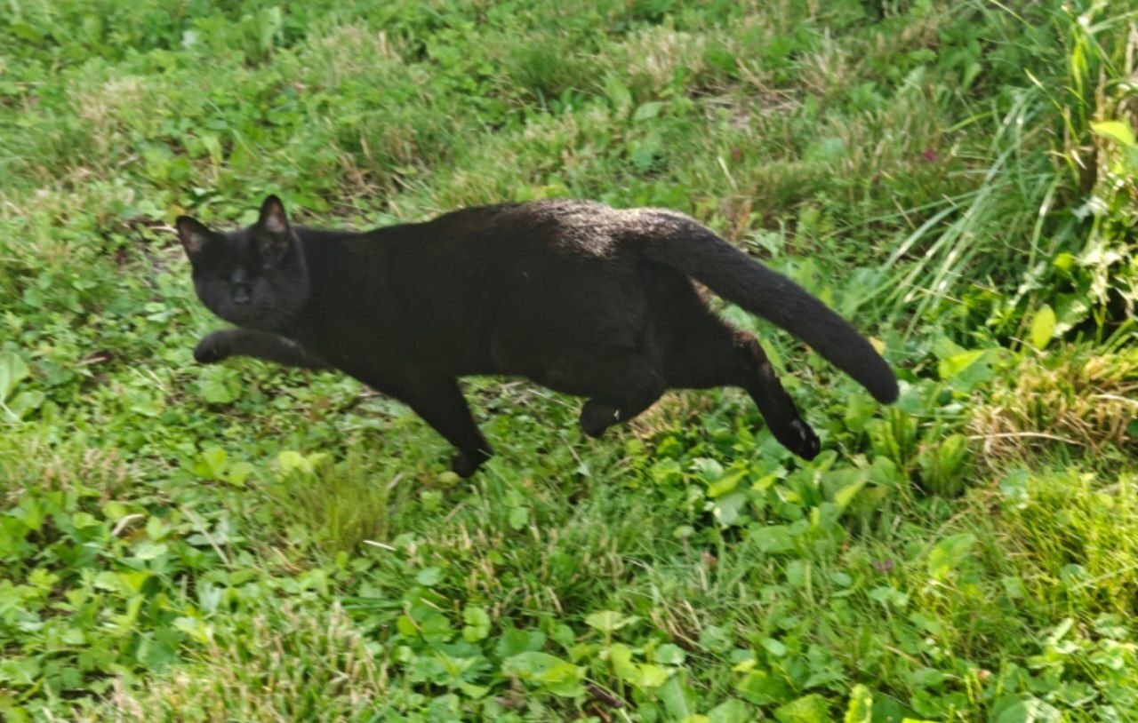 Greetings from blind kitten Darkusha, who lives in a new home with a Pikabushnik and his two cats. - My, cat, Animal Rescue, Found a home, Longpost, Video