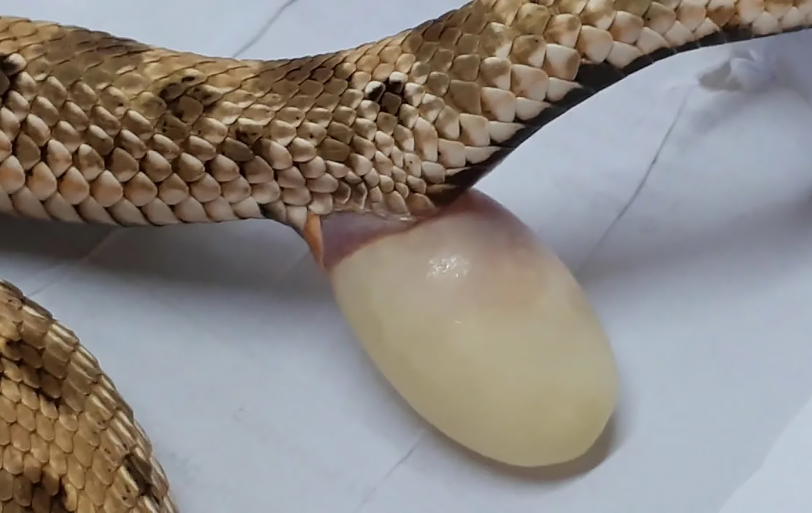 Same old story, just from a different perspective. Or is it? - Series Did you know , My, Biology, Informative, Facts, Nature, Animals, Nauchpop, In the animal world, Amazing, Astonishment, Reptiles, Snake, Video, Vertical video, Short videos, Longpost