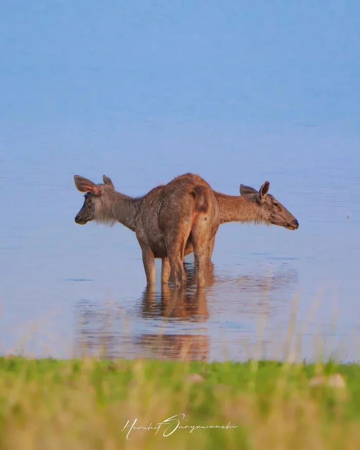 A few animals that are worth paying attention to, even if you know everything about biology. - Animals, Wild animals, Mammals, Zen, Yandex Zen, Predatory animals, Yandex Zen (link), Longpost