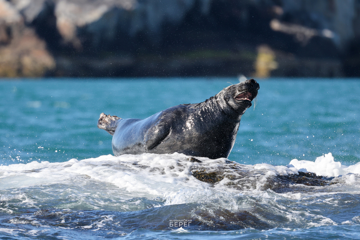 A few animals that are worth paying attention to, even if you know everything about biology. - Animals, Wild animals, Mammals, Zen, Yandex Zen, Predatory animals, Yandex Zen (link), Longpost