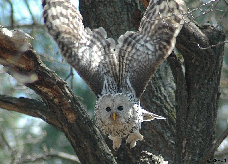 A few animals that are worth paying attention to, even if you know everything about biology. - Animals, Wild animals, Mammals, Zen, Yandex Zen, Predatory animals, Yandex Zen (link), Longpost