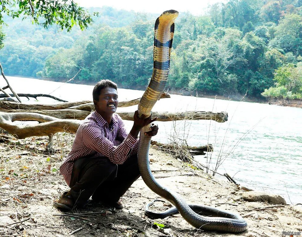 A few animals that are worth paying attention to, even if you know everything about biology. - Animals, Wild animals, Mammals, Zen, Yandex Zen, Predatory animals, Yandex Zen (link), Longpost
