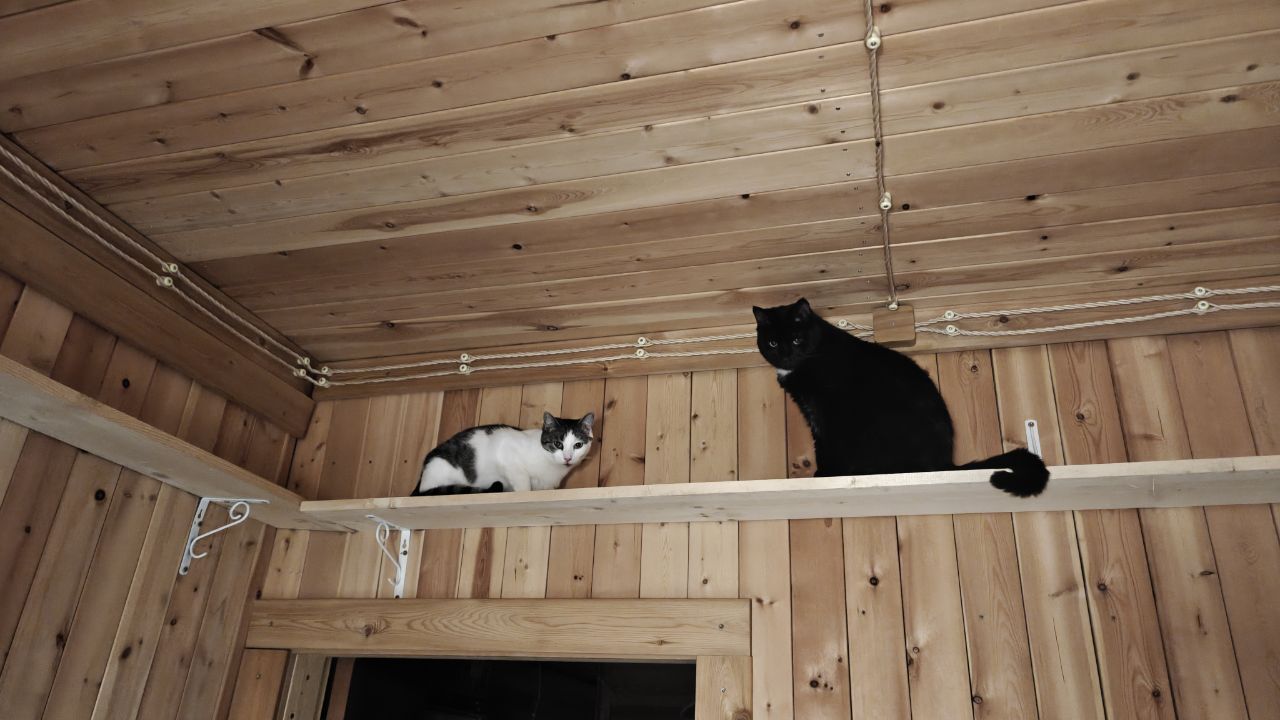 The beginning of the nightly cat races of my rescued cats - My, cat, Animal Rescue, Helping animals, Short videos, Vertical video, Animals, Video, Longpost