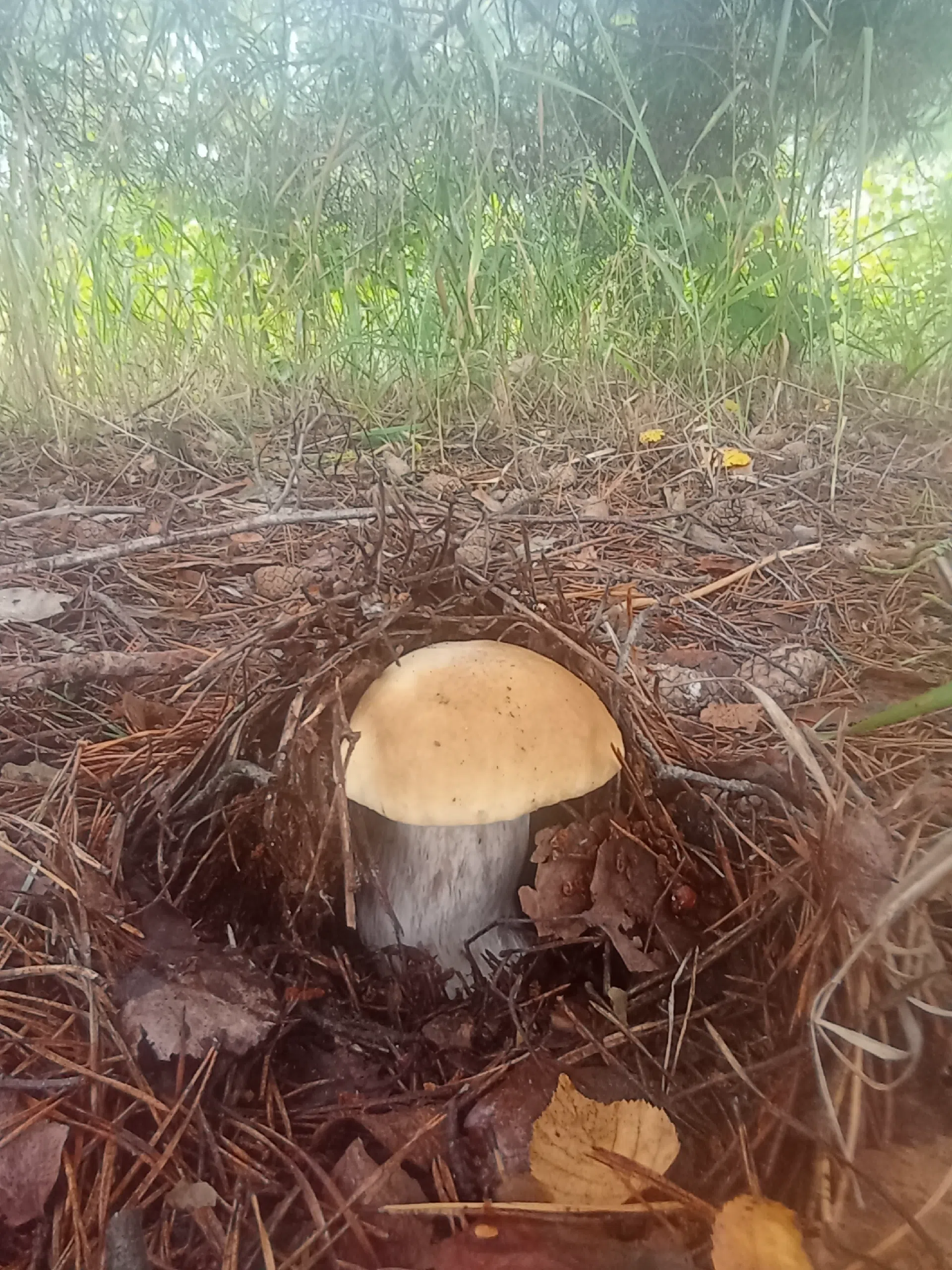 Let's play hide and seek? - My, Mushrooms, Macro photography, Mushroom pickers