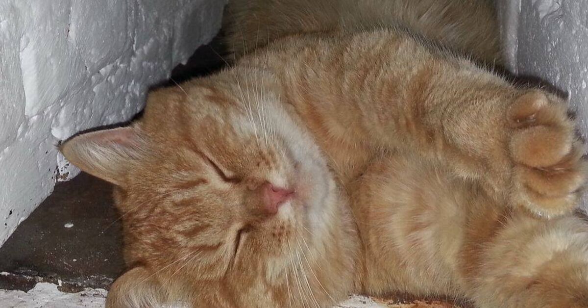 Red muzzle - My, Rutube, cat, Milota, Humor, Redheads, Video, Short videos