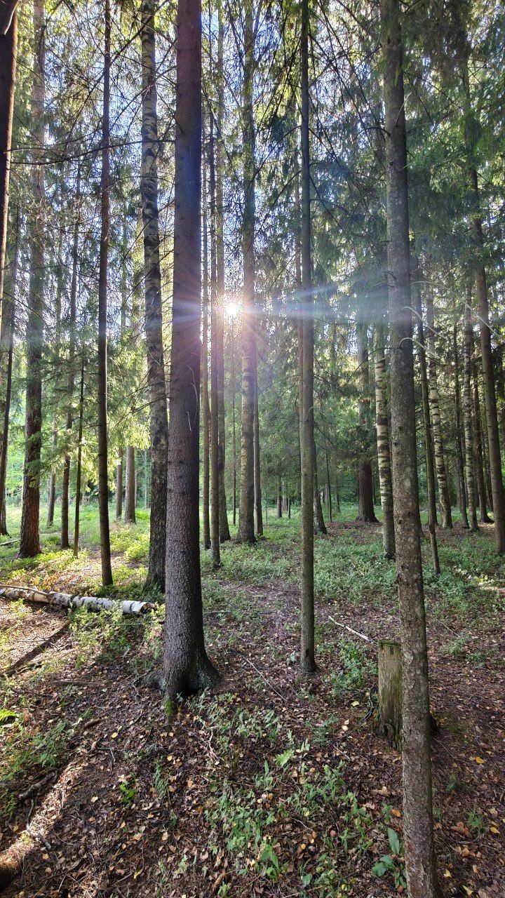 Summer Lent (summer field, bumblebee, lizard, forest lake, early foggy morning, spring and snail, river, forest and evening sky) - My, Summer, Forest, Lake, Fog, dawn, Field, The sun, Spring, Snail, Video, Short videos, Vertical video, Longpost
