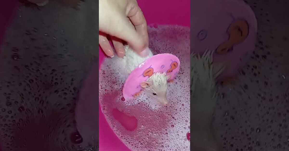 We bathe the hedgehog) For the Airborne Forces! - My, African pygmy hedgehog, Youtube, Hedgehog, Video
