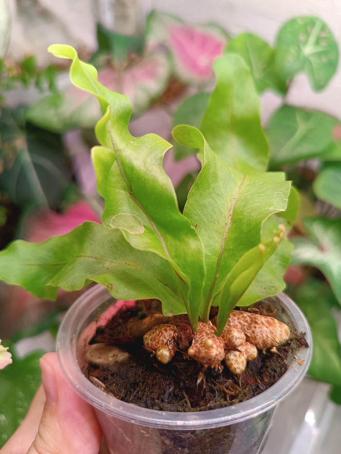 ������ ������������� L.lomarioides