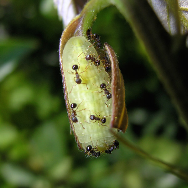������� Pristomyrmex punctatus �� ������� �� �������� ���������