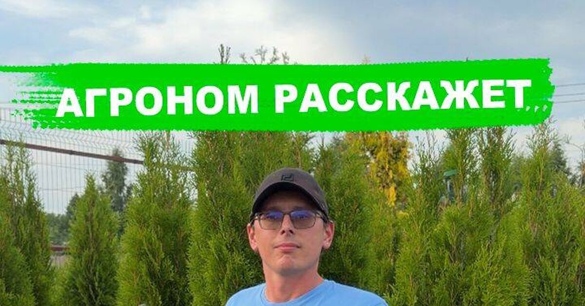 На каком расстоянии сажать туи Смарагд? - Моё, Сад, Огород, Дача, Туя, Растениеводство, Садоводство, Растения, Видео, Rutube, Короткие видео