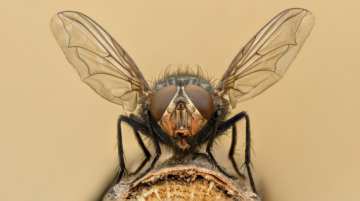 Why is it so hard to swat a fly? To it, your strike is almost like slow motion. - Муха, Insects, Arthropods, Animals, Wild animals, Zen, Yandex Zen, Yandex Zen (link), Longpost