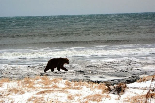 Is the bear doomed? What determines whether it will survive until spring? - Bear rod, Winter, Forest, Mammals, Predatory animals, Animals, Wild animals, Zen, Yandex Zen, Yandex Zen (link), Longpost