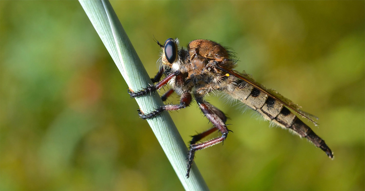 Giant Quack: A monster fly turns a wasp into a cocktail. Literally. - Муха, Insects, Arthropods, Animals, Wild animals, Zen, Yandex Zen, Yandex Zen (link), Longpost