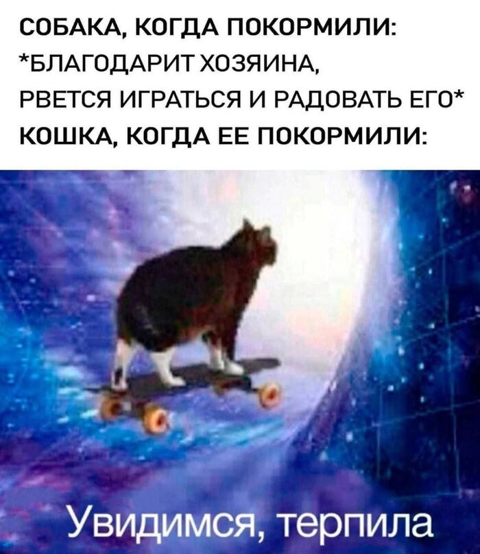 Пака, дуралей