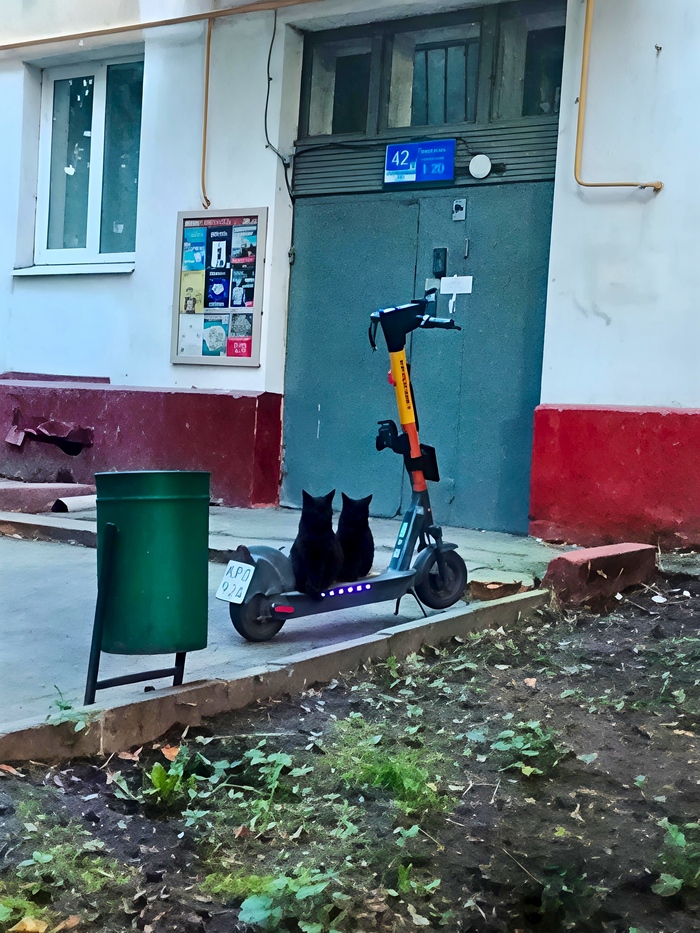 Опять вдвоём гоняют. Наказать или понять и простить?)