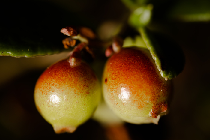 ��� ���������