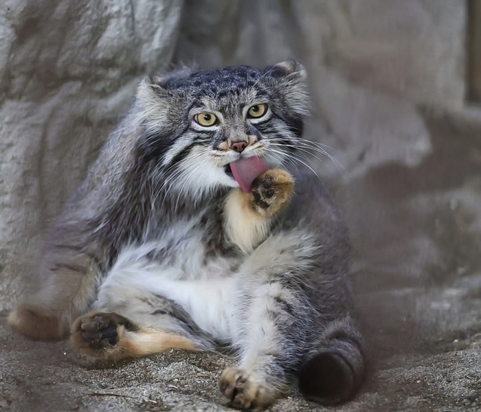 Фига, зоопарк Ногеяма, фотограф safariyokohama