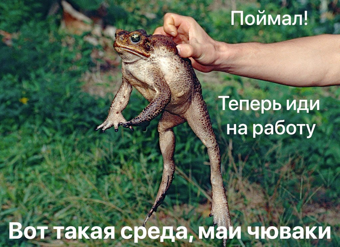 Хорошей рабочей среды, маи чюваки!