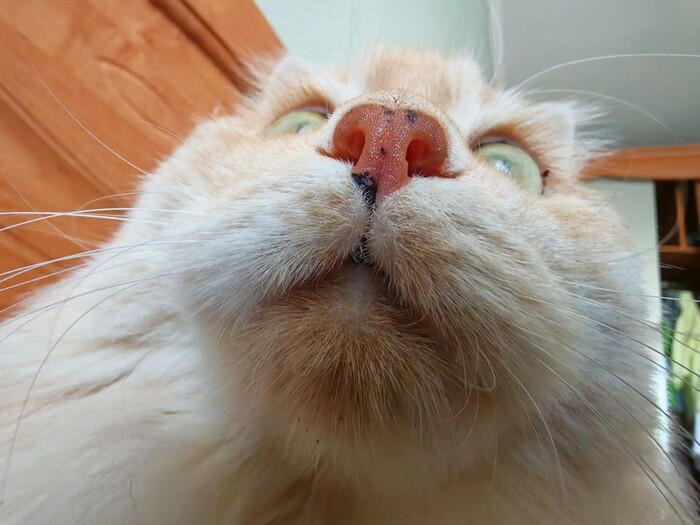 Коть