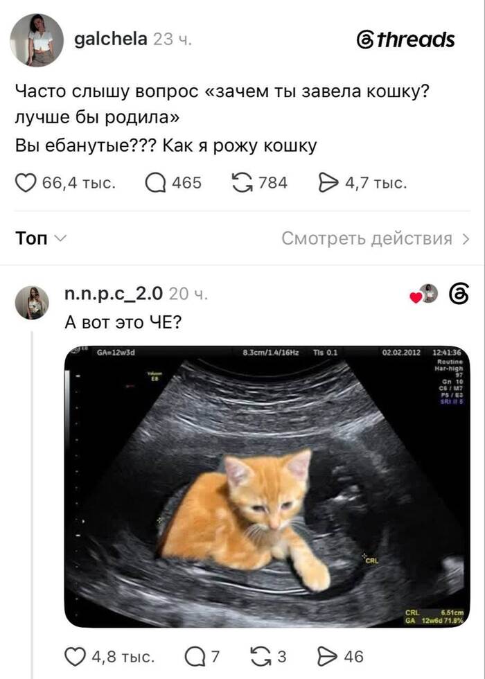 Как родить кошку?