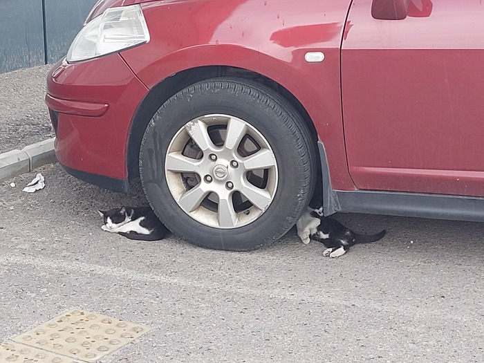 ��� ���������� ������������