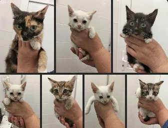 New family at the shelter - Series MP Perm trapping
, Shelter, Overexposure, Kindness, Volunteering, cat, In good hands