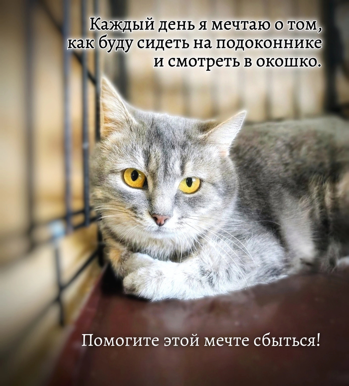В Е С Т А кошечка 2 года