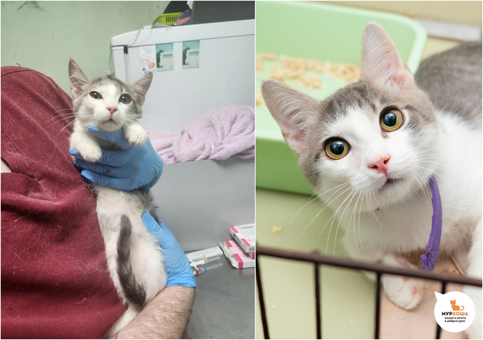 Котёнок-мальчик Анемон, 4 месяца, найден на улице