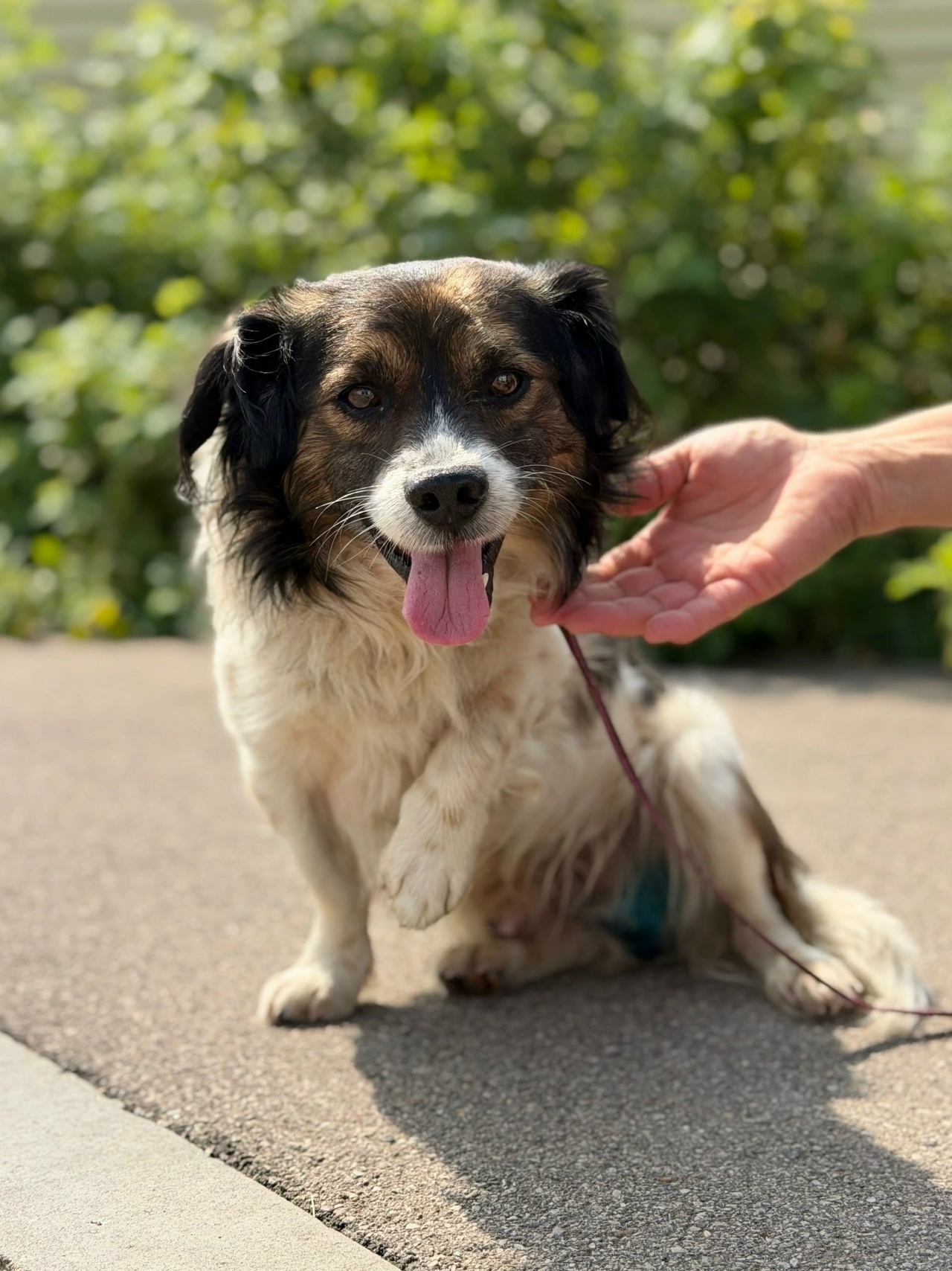 We are looking for a home for a boy named TOBIK - Series MP Perm trapping
, Overexposure, Shelter, Kindness, Volunteering, Dog, Dog lovers, Longpost