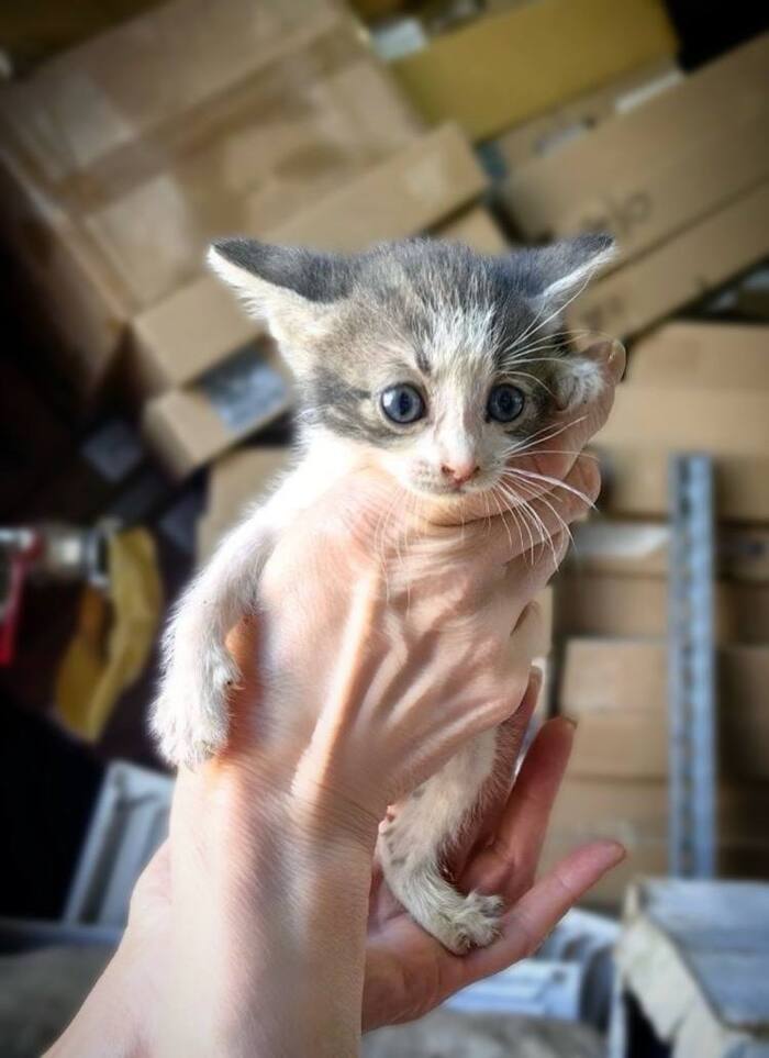 Котёнка Дюймовочку обзывают некрасивой! Ей очень нужен Дом!