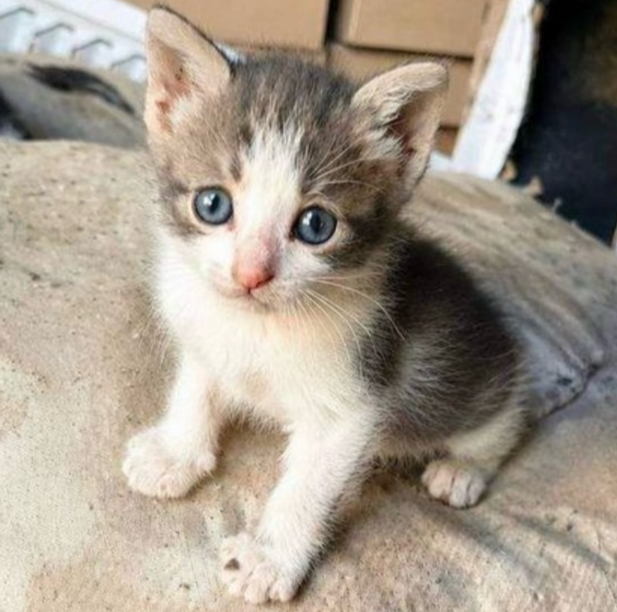 Котёнка Дюймовочку обзывают некрасивой! Ей очень нужен Дом!