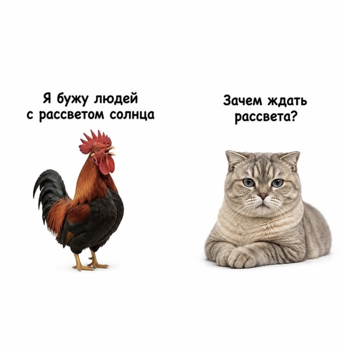 Коварный кот