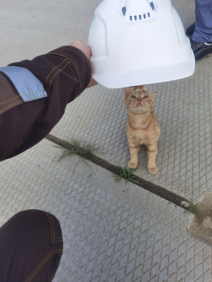 Начальство