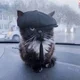 ����� ����� ������ ���� �����������