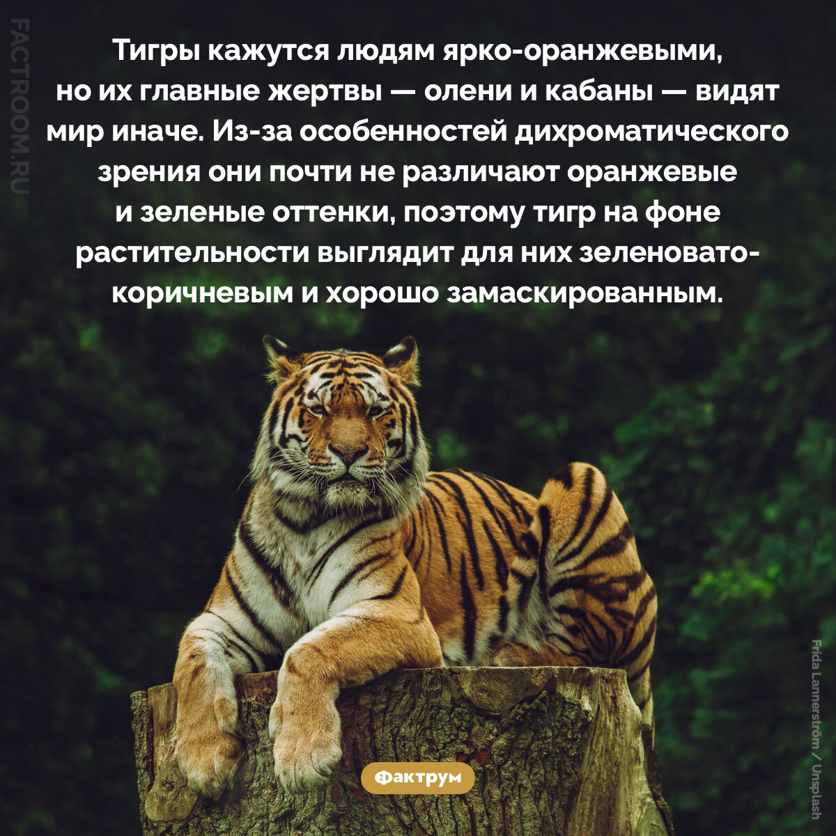 Interesting Facts #276 - My, Informative, Facts, A selection, Picture with text, Factrum, Want to know everything, Amazing