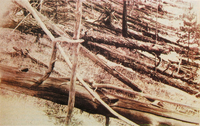 Поваленные деревья, фото экспедиции Леонида Кулика, 1929