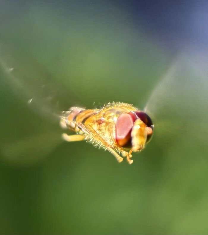 Муха-журчалка (семейство Syrphidae, возможно, вид Episyrphus balteatus или мармеладная журчалка), зависшая в воздухе