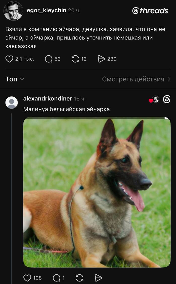 Я слышал они совсем дерзкие и активные