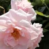 WSpringRose