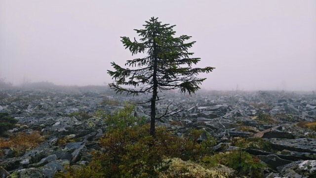Но и тут жизнь не сдаётся.