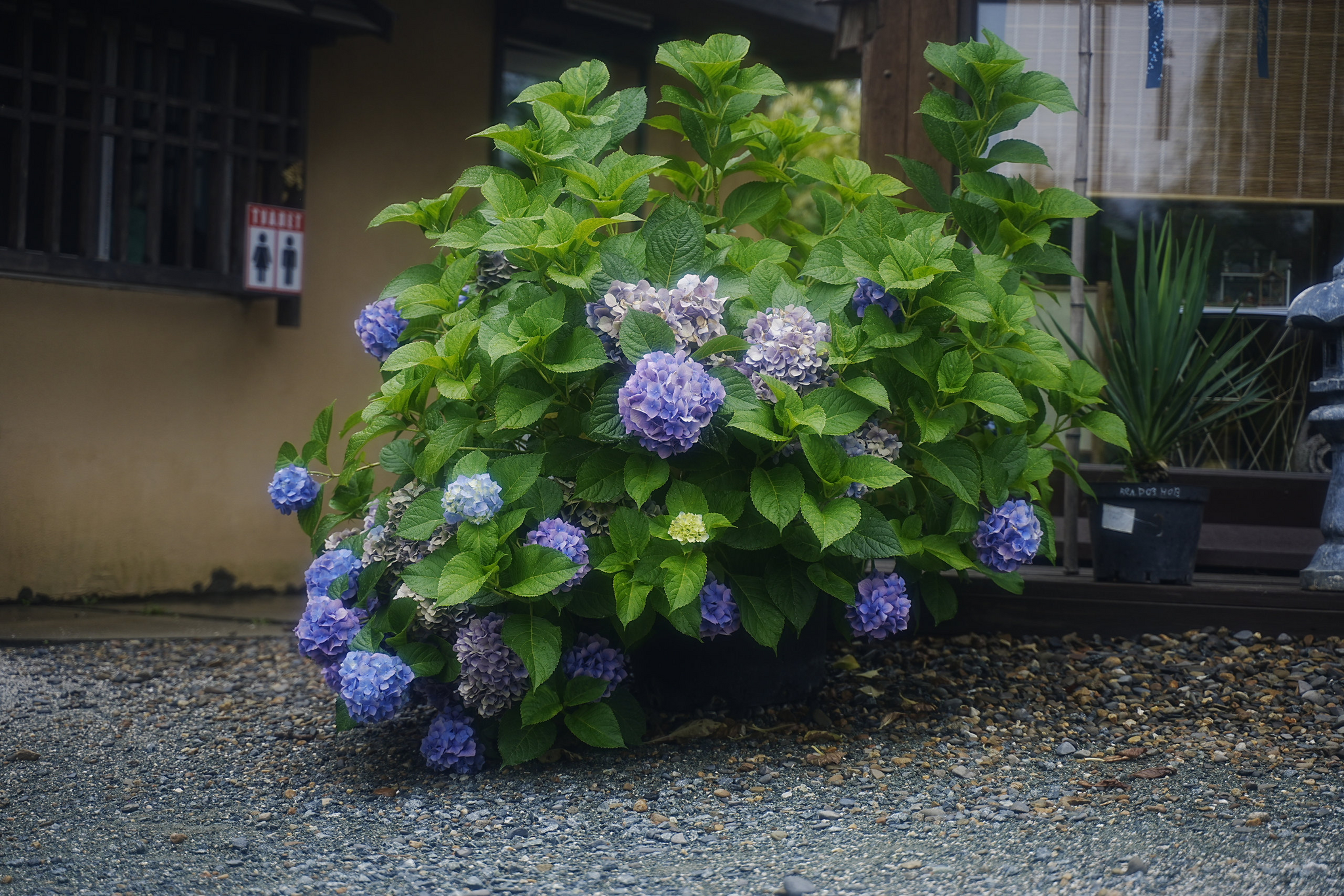 Japanese gardens near Nakhodka, morning after rain - My, Primorsky Krai, Photographer, City Nakhodka, Japanese Garden, Kappa, Spider, Longpost