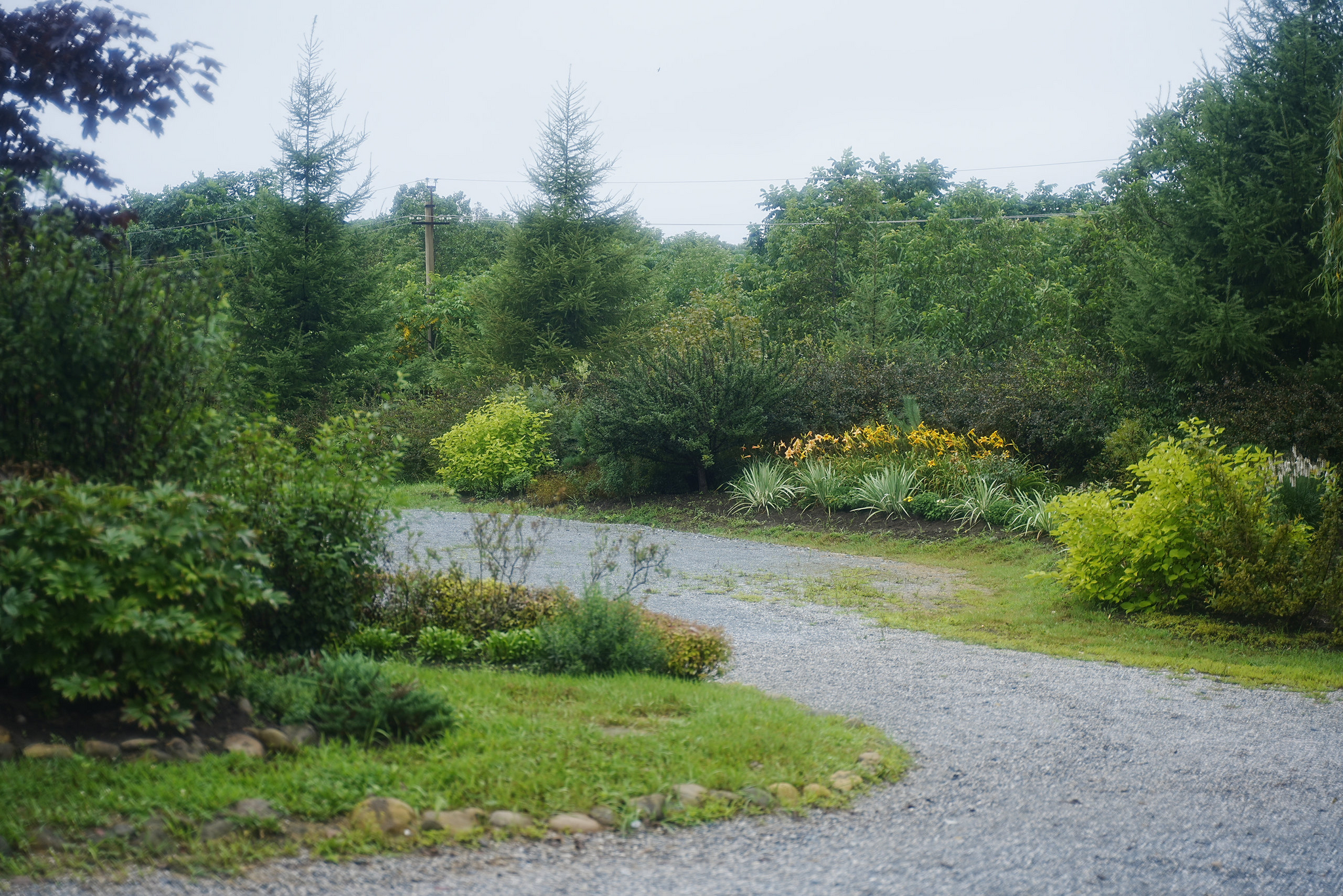 Japanese gardens near Nakhodka, morning after rain - My, Primorsky Krai, Photographer, City Nakhodka, Japanese Garden, Kappa, Spider, Longpost