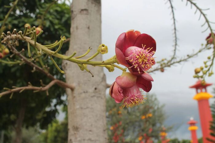 Couroupita guianensis