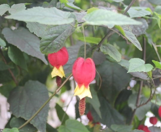 Abutilon megapotamicum
