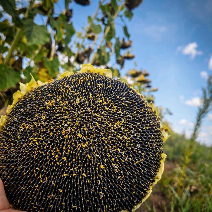 Поле, бескрайнее